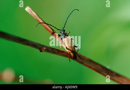 Longhorn Beetle / Roter Blumenbock / Bockkaefer / Rothalsbock Foto Stock