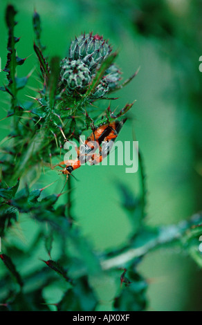 Soldato comune Beetle / Cantharid comune Foto Stock