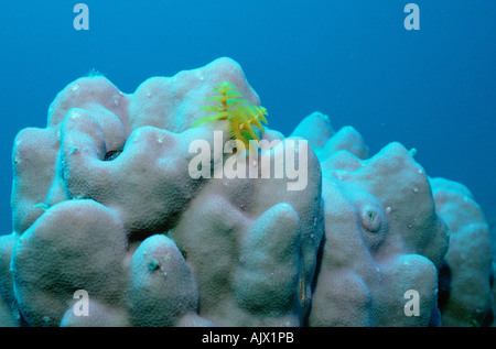 A spirale senza branchie Tubeworm in Stony Coral Foto Stock