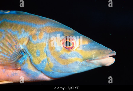 Cuckoo Wrasse Foto Stock