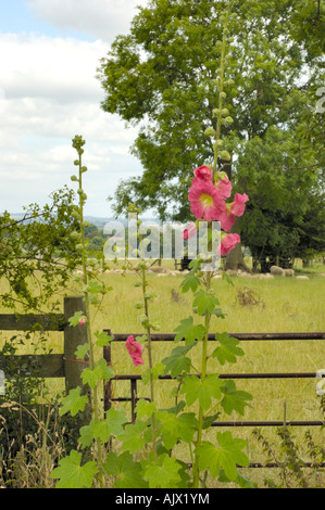 Hollyhock, alcea rosea Foto Stock