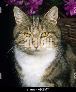 Domestico gatto tabby testa e baffi Foto Stock