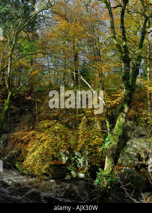 Alberi in autunno colori linea le sponde rocciose del Fiume Dochart Killin Perthshire Scozia UK Foto Stock