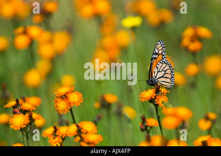 Farfalla monarca (Danaus plexippus) adulto nectaring sui fiori hawkweed Ontario Foto Stock