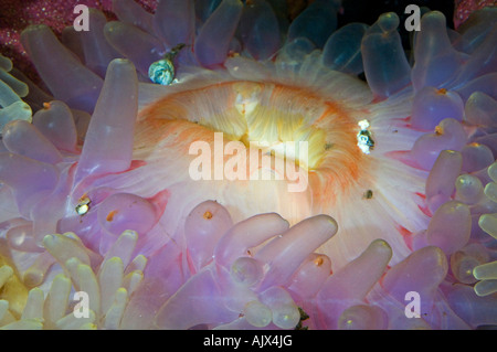 Dahlia Tealia anemone felina Aquarium e il centro marino di New Brunswick, Shippagan NB Foto Stock