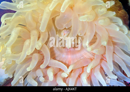 Dahlia Tealia anemone felina Aquarium e il centro marino di New Brunswick, Shippagan NB Foto Stock