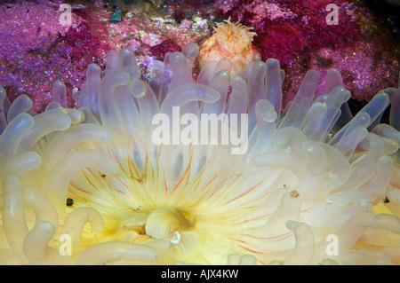 Dahlia Tealia anemone felina Aquarium e il centro marino di New Brunswick, Shippagan NB Foto Stock