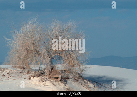 Rio Grande pioppi neri americani / Amerikanische Pappel Foto Stock