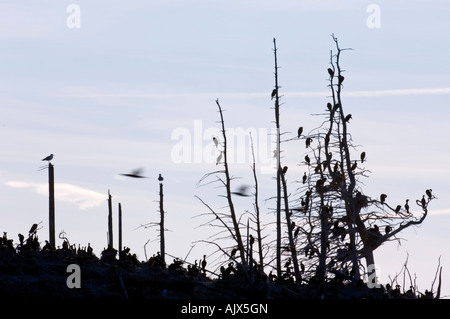 Double crested cormorano (Phalacrocorax auritus) Pokeshaw Isola con stagliano uccelli nidificanti Foto Stock