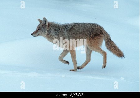 Coyote / Kojote Foto Stock