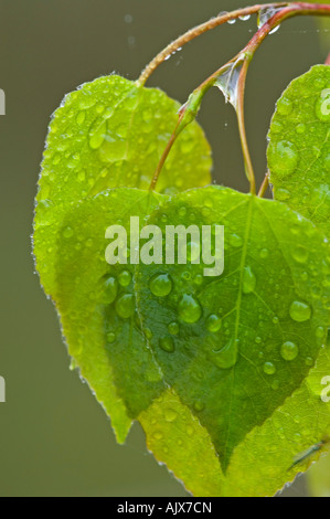 Tremore aspen (Populus tremuloides) foglie emergenti con gocce di pioggia , maggiore Sudbury, Ontario, Canada Foto Stock