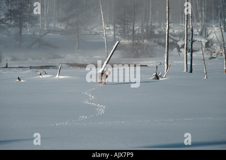 Coyote / Kojote Foto Stock