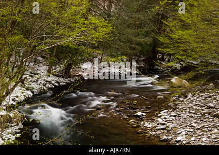 Spolveratura di aprile la neve su alberi a strapiombo sul fiume Po 'dogwood inverno', Great Smoky Mountains National Park, Tennessee, Stati Uniti d'America Foto Stock