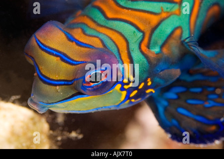 Ritratto di pesce mandarino Synchiropus splendidus Yap Micronesia Oceano Pacifico Foto Stock
