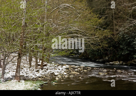 Spolveratura di aprile la neve su alberi a strapiombo sul fiume Po 'dogwood inverno', Great Smoky Mountains National Park, Tennessee, Stati Uniti d'America Foto Stock