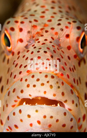 Freckled Hawkfish ritratto Paracirrhites forsteri Yap Micronesia Oceano Pacifico Foto Stock