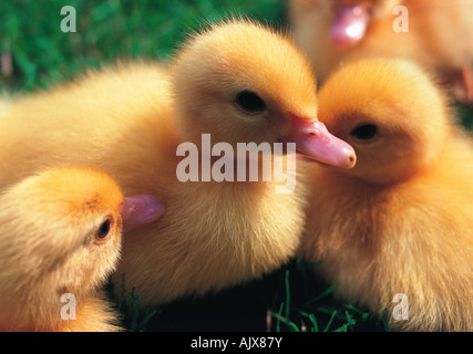 Close-up di anatroccoli all'esterno. Foto Stock