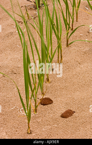 Marram grass (Ammophila breviligulata) crescente dalla spiaggia di sabbia , Prince Edward Island National Park, PEI, Canada Foto Stock