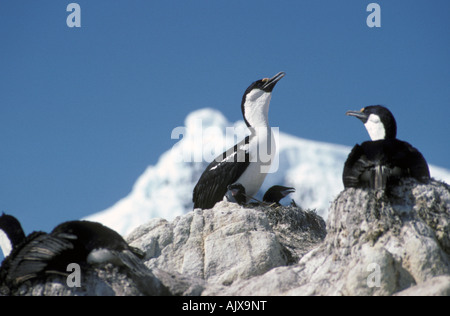 L'Antartide, Blue-Eyed Shag (Phalacrocorax atriceps) noto anche come Blue-eyed Cormorant nella colonia di nidificazione. Foto Stock