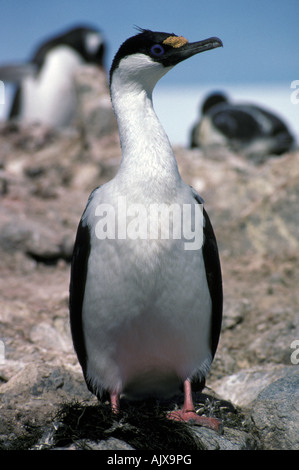 L'Antartide, Blue-Eyed Shag (Phalacrocorax atriceps) noto anche come Blue-eyed Cormorant nella colonia di nidificazione. Foto Stock