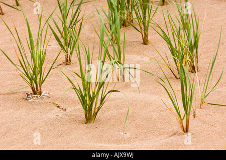 Marram grass (Ammophila breviligulata) crescente dalla spiaggia di sabbia , Prince Edward Island National Park, PEI, Canada Foto Stock