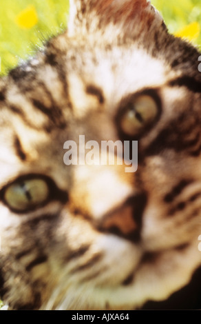 Faccia nazionale tabby cat riposa in un prato buttercup Foto Stock