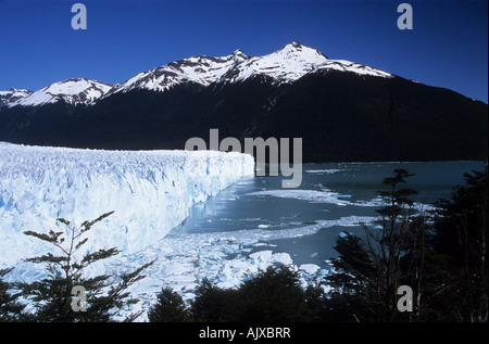 Ghiacciaio Perito Moreno, nothofagus faggeta meridionale e Lago Argentino, nei pressi di El Calafate, Patagonia, Argentina Foto Stock