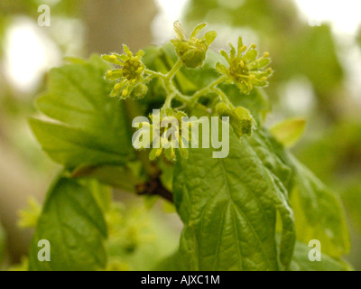 L'acero campestre, Acer campestre, fiori Foto Stock