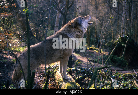 Europäischer Wolf heulend Canis lupus Wolfspark Werner Freund Merzig Saar | european Wolf urlando, Merzig Saar Foto Stock