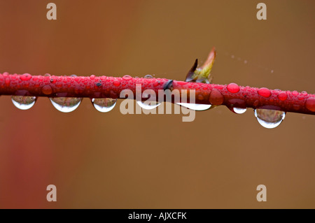 Le gocce di pioggia appeso dal rosso vimini sanguinello ramoscello, maggiore Sudbury, Ontario, Canada Foto Stock