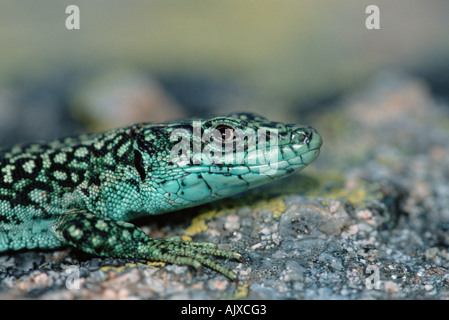 Iberian Rock Lizard Foto Stock