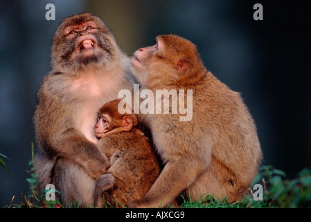 Scimmia di Barbary Foto Stock