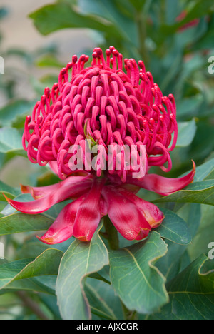 Waratah in fiore, il fiore di stato, emblema floreale del nuovo Galles del Sud Foto Stock