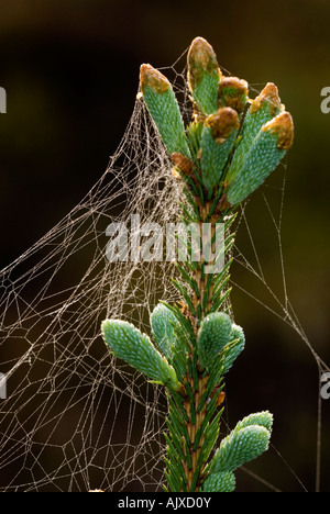 L'abete bianco (Picea glauca) Giovani fronda e rugiadoso spider silk Ontario Foto Stock