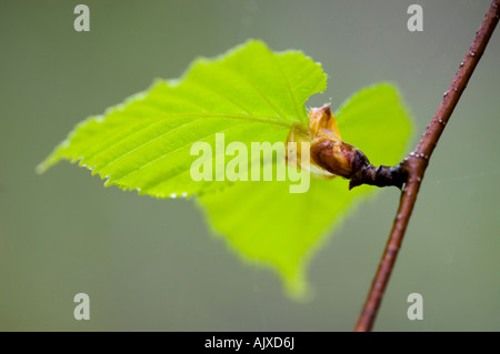 Bianco (betulla Betula papyrifera) foglie emergenti , maggiore Sudbury, Ontario, Canada Foto Stock