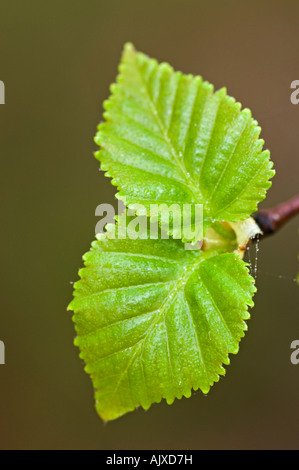 Bianco (betulla Betula papyrifera) foglie emergenti , maggiore Sudbury, Ontario, Canada Foto Stock