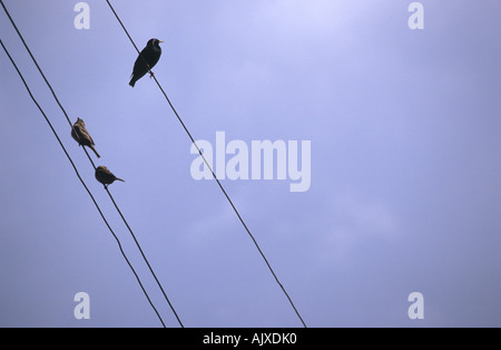 Gli uccelli sui fili in Kurzeme campagna della Lettonia Foto Stock