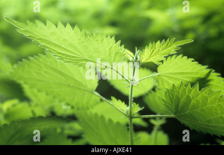 Retroilluminato verde fresco foglie di comune o di ortica Urtica dioica Foto Stock