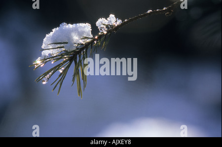 Primo piano di coperta di brina ramoscello di pino in Gudenieku Juniper Bush Kurzeme Lettonia Foto Stock