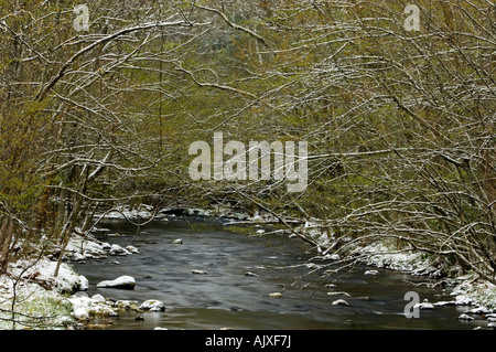 Spolveratura di aprile la neve su alberi a strapiombo sul fiume Po 'dogwood inverno', Great Smoky Mountains National Park, Tennessee, Stati Uniti d'America Foto Stock