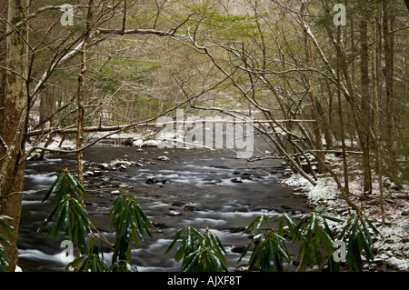 Spolveratura di aprile la neve su alberi a strapiombo sul fiume Po 'dogwood inverno', Great Smoky Mountains National Park, Tennessee, Stati Uniti d'America Foto Stock