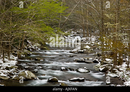 Spolveratura di aprile la neve su alberi a strapiombo sul fiume Po 'dogwood inverno', Great Smoky Mountains National Park, Tennessee, Stati Uniti d'America Foto Stock