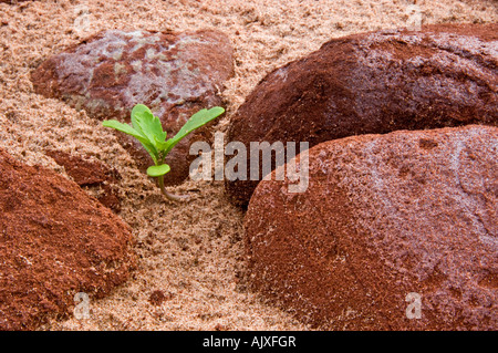 Mare Rocket (Cakile edentula) crescente tra le rocce rosse e sabbia , Prince Edward Island National Park, PEI, Canada Foto Stock