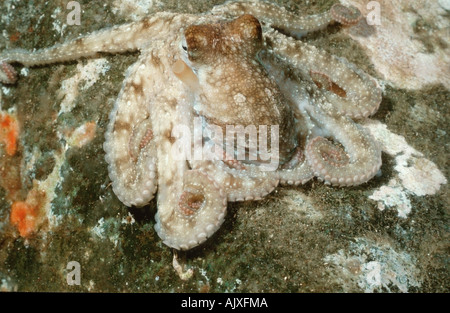 Politica europea comune in materia di polpo Foto Stock