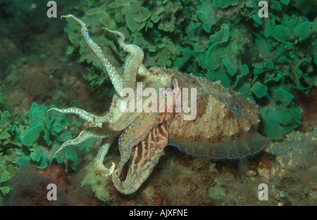 Politica europea comune in materia di polpo Foto Stock