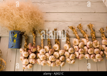 I chiodi di garofano di aglio appeso sulla porta del granaio Sault Provence Francia Foto Stock