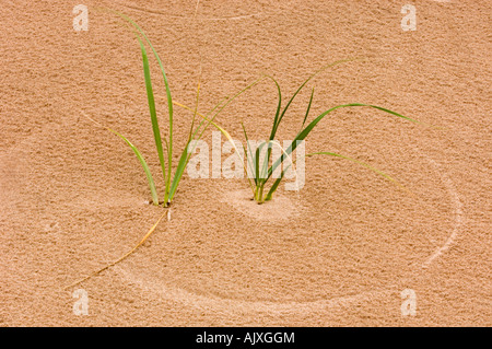 Marram grass (Ammophila breviligulata) crescente dalla spiaggia di sabbia , Prince Edward Island National Park, PEI, Canada Foto Stock