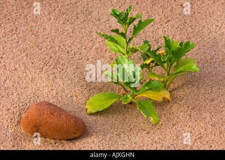 Mare Rocket (Cakile edentula) crescente tra le rocce rosse e sabbia , Prince Edward Island National Park, PEI, Canada Foto Stock