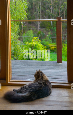 Un grande gatto della foresta siberiana al coperto che si gode un pigro pomeriggio guardando gli uccelli in un giardino Foto Stock
