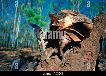 La fauna selvatica. Rettili. Balza-collo Lizard. Territorio del Nord. Australia. Foto Stock
